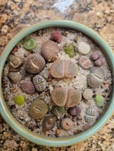 Letha review photo