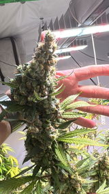 Tchubas review photo