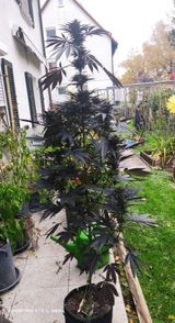 Schwaben -.G. review photo