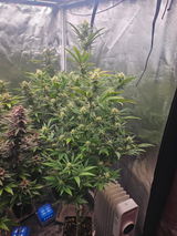 Cannabis_kultur review photo