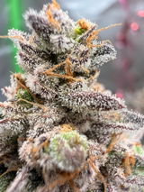RLP-Grower review photo