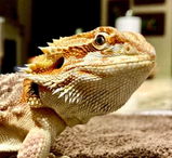 Chuck review photo