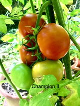 Tomato Bob review photo