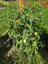 Garden father review photo
