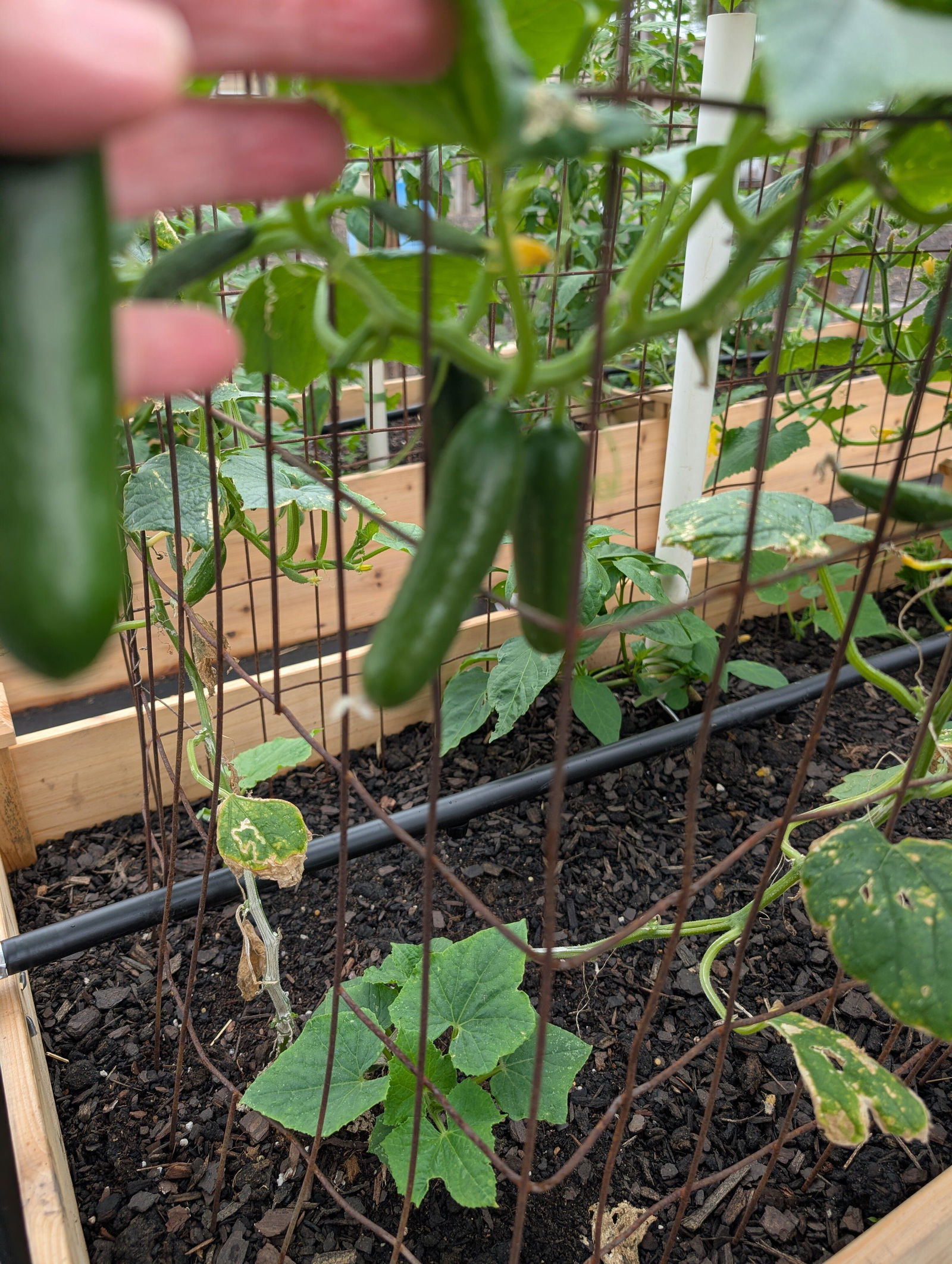 Quick Snack Hybrid Mini Cucumber Seeds — Seeds 'n Such