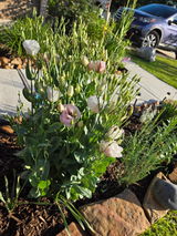 Texas Gardener review photo