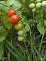 Holly review photo