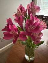 Aster review photo