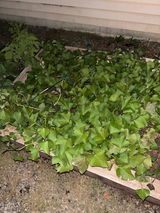 Notagreenthumb review photo