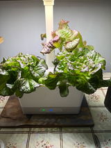 Rosek review photo