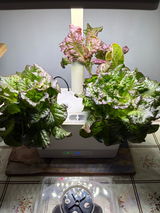 Rosek review photo