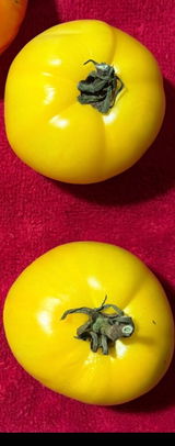 D Birdwell review photo