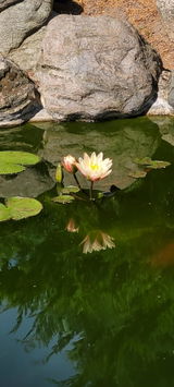 Ajo W. review photo