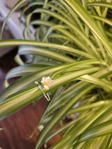 Swapnali Shende review photo