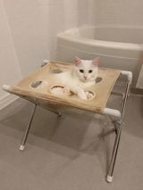猫飼いさん review photo