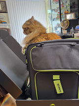 Thesiberiancatsclan review photo