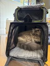 Thesiberiancatsclan review photo