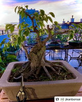 Jikan Bonsai review photo