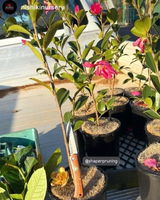 Nishikinursery review photo