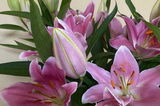 aljawhara alzhrani review photo
