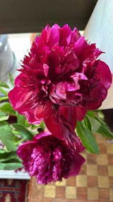 Uzma Raheem review photo