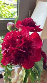 Uzma Raheem review photo