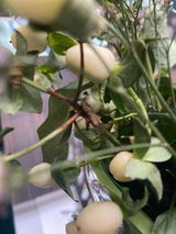 Hawazen Altawil review photo