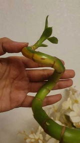 فاطمه النهدي review photo