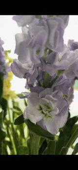 Amal Alansari review photo
