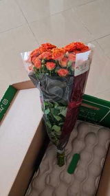 shymaa qassam review photo