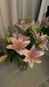Raghda review photo