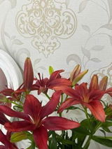 Bushra Eyad review photo