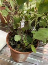 Rajwa Abid review photo