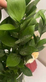 budor alqrni review photo