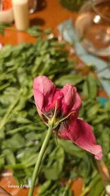 Khawla Alwahaib review photo
