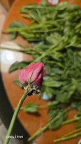Khawla Alwahaib review photo
