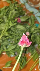 Khawla Alwahaib review photo