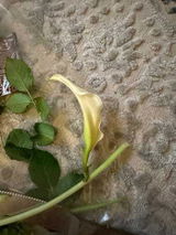 Raghad Mujahed review photo