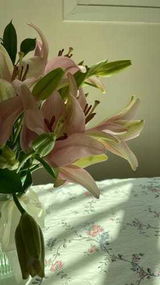 شهد سعد review photo