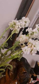 نور عوده review photo