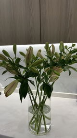 fai mohd review photo