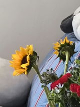 سارا الرويشدي review photo