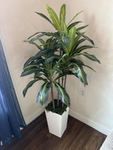 Maciel F. review photo