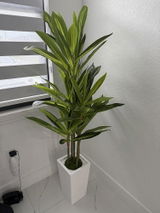 Sisiley review photo