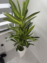 Sisiley review photo