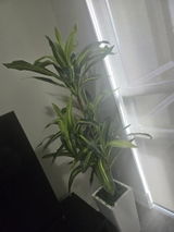 Ola review photo