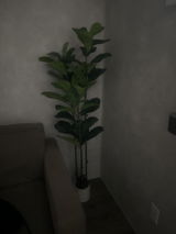 Alejandra review photo