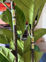 ESam123 review photo