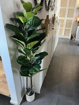 BH885 review photo
