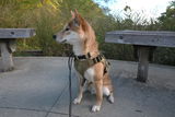 Tashi Fewless review photo